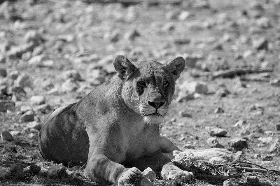 La profezia del vestito&nbsp;rosso